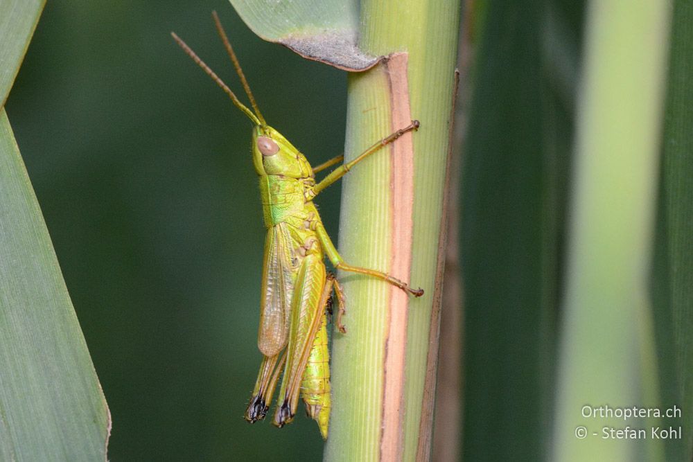 Chrysochraon dispar giganteus ♂ - HR, Istrien, Bijele Zemljel, 25.07.2015