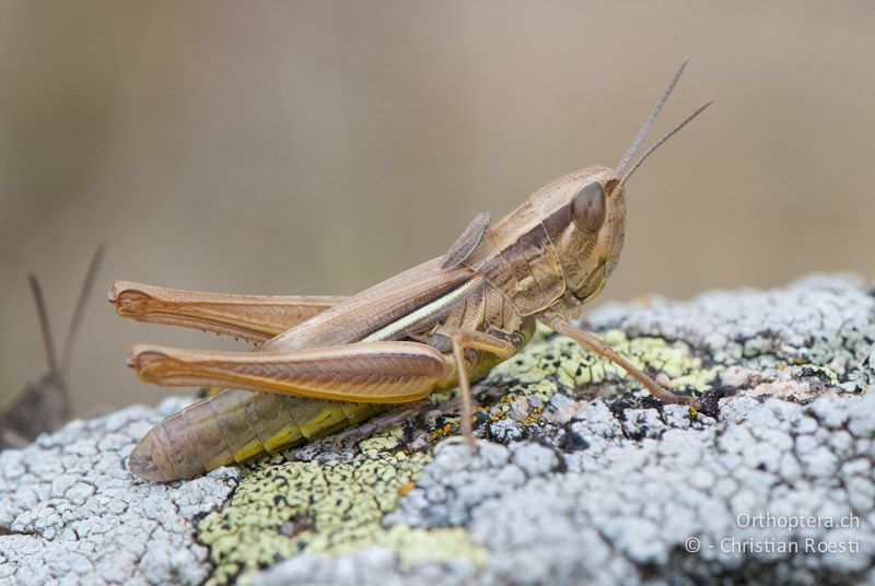 Euchorthippus declivus ♀ - FR, Pyrénées-Orientales, Saillagouse, 04.10.2010