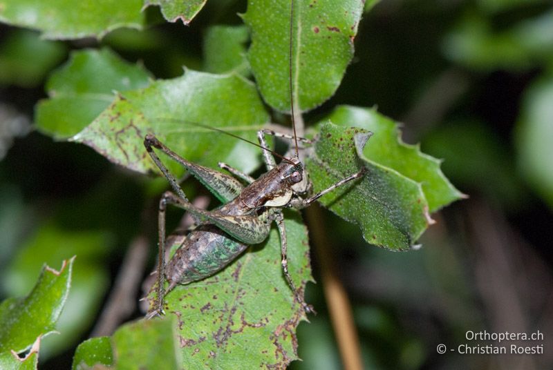 Rhacocleis annulata ♂ - FR, Gard, Anduze, 08.10.2010