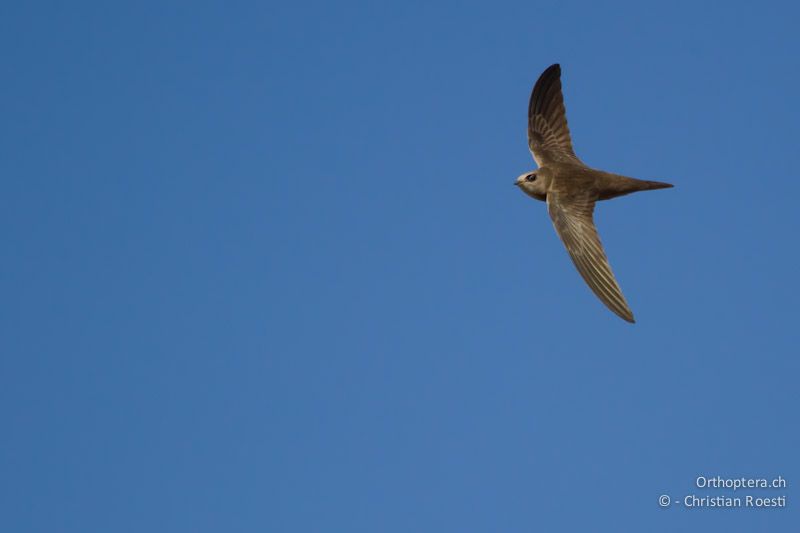 Fahlsegler (Pallid Swift, Apus pallidus). Dana 18.05.2011