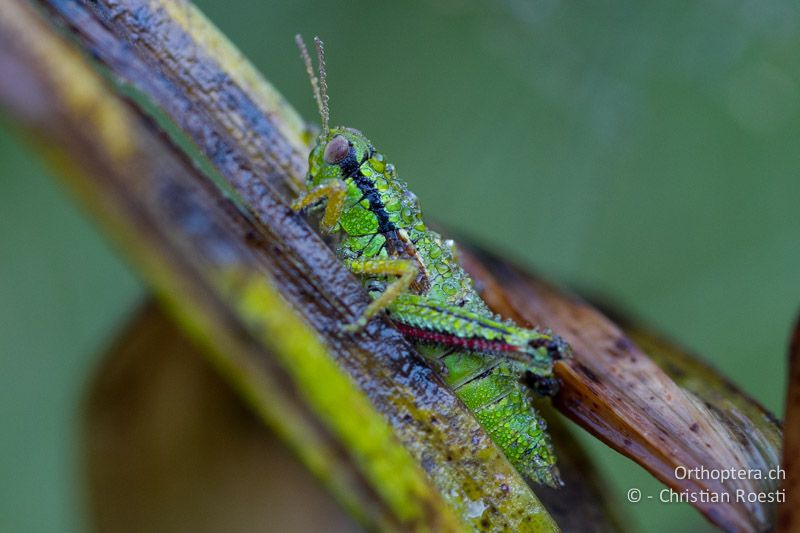 Miramella alpina ♀ früh Morgens - CH, BE, Stechelberg, 30.07.2013