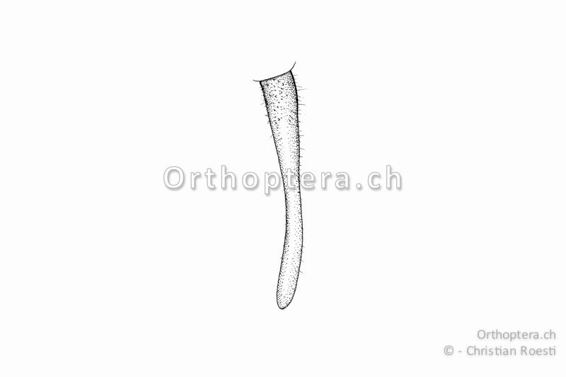 Rechter Cercus von Pachytrachis striolatus ♂. Der schlanke Cercus trägt keinen Innenzahn und ist leicht nach innen gebogen.