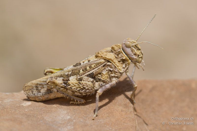 Weibchen von Tmethis pulchripennis asiaticus. Al Qadisiyya, 19.05.2011