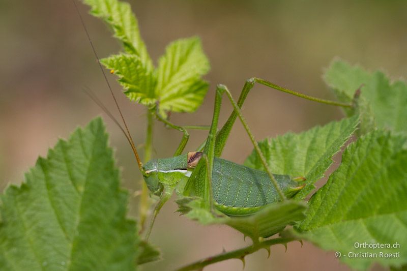 Isophya (rhodopensis) petkovi, Männchen. Madzharovo, 08.05.2012 (Thanks Dragan Chobanov for the help)