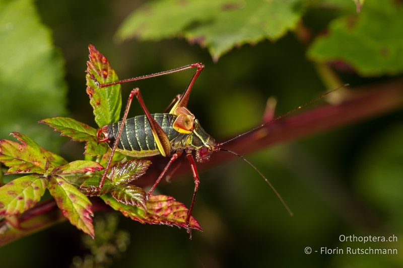 Singendes ♂ von Barbitistes obtusus - CH, GR, Puschlav, 19.09.2013