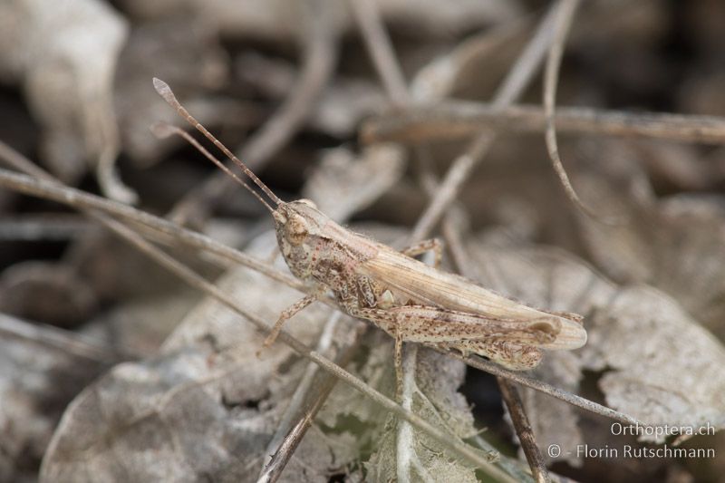 Myrmeleotettix antennatus ♂ - HU, Südliche Grosse Tiefebene, Kecskemét, 08.07.2016