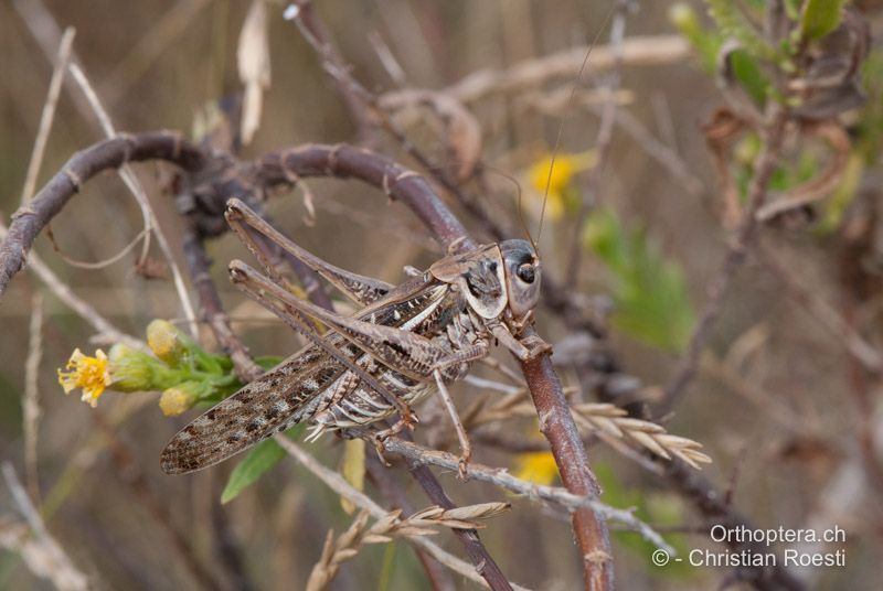 Decticus albifrons ♂ - FR, Aude, Port-la-Nouvelle, 01.10.2010