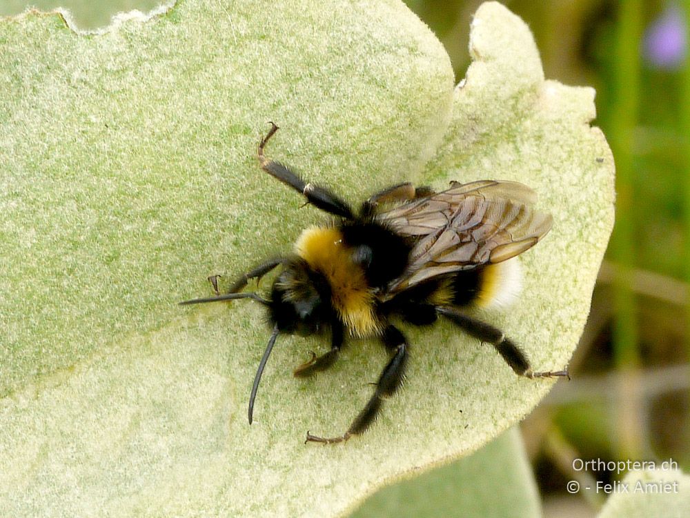 Psithyrus vestalis - GR, Westmakedonien, Mt. Vernon, 10.07.2013