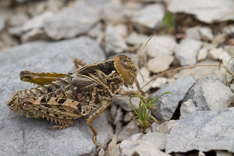 Prionotropis hystrix hystrix ♀ - HR, Istrien, Brovinje, 12.06.2014