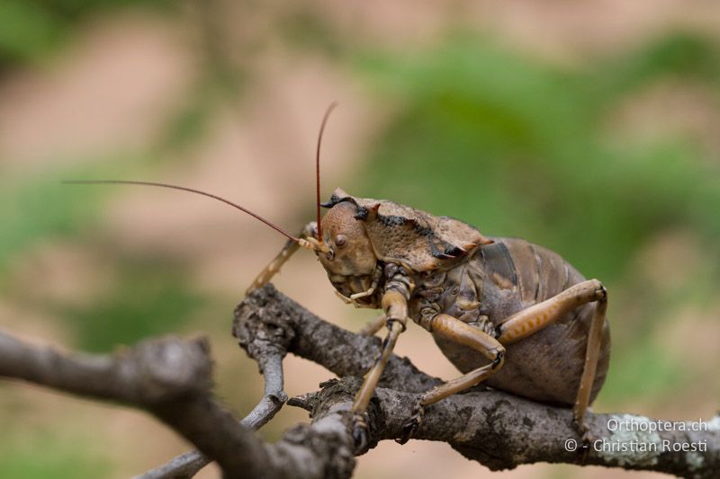 Corn Cricket, Enyaliopsis sp. - SA, Limpopo, Mutale, Pafuri River Camp, 02.01.2015