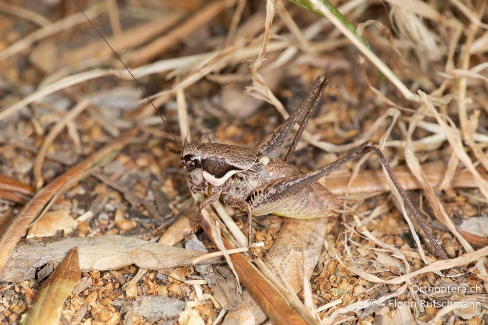 Pholidoptera femorata ♂ - GR, Epirus, Preveza, 07.06.2024