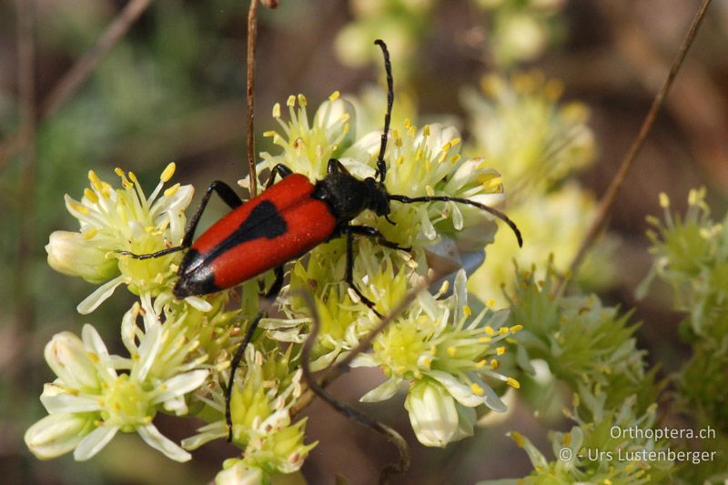 Bockkäfer Stictoleptura cordigera - FR, Ginasservis, 06.07.2014