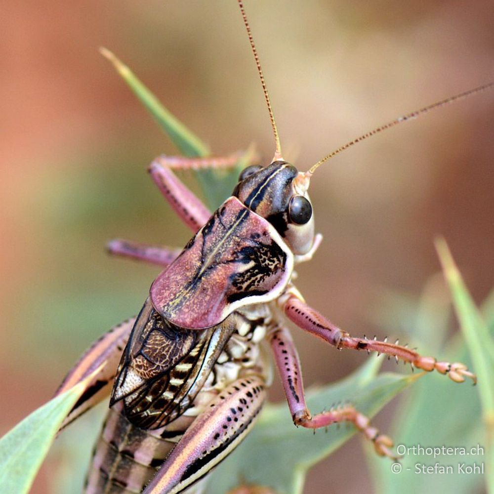 ♂ der Heideschrecke Gampsocleis glabra - GR, Westmakedonien, Klidi, 09.07.2013