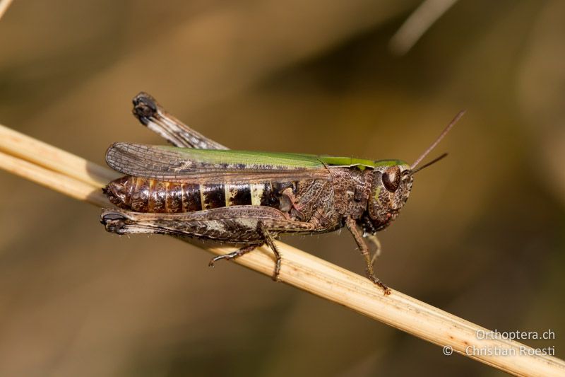 Omocestus rufipes ♀ - CH, TI, Monte im Muggiotal, 04.09.2013