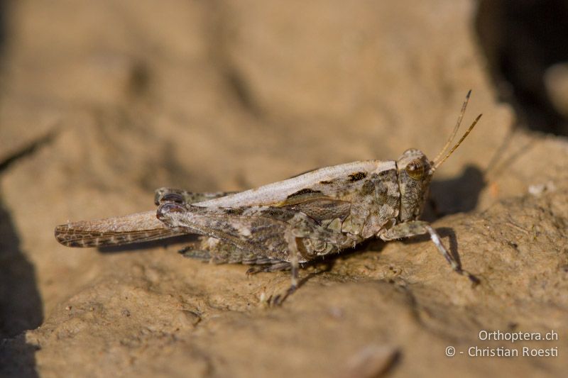 Tetrix ceperoi ♀ - CH, VD, Cudrefin, 06.09.2013