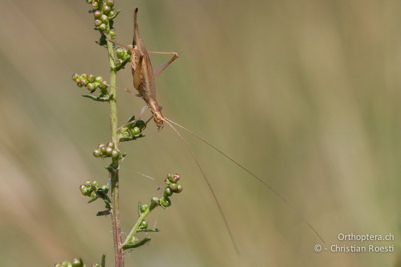 Oecanthus pellucens ♀ - CH, VS, Pfynwald, 11.08.2013