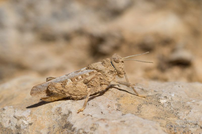 Männchen von Tmethis pulchripennis asiaticus. Al Qadisiyya, 19.05.2011