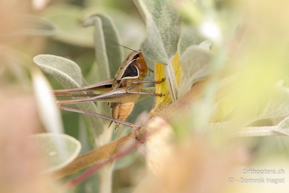 Zaunschrecke (Sepiana sepium) - Mt. Tomaros, 12.07.2011