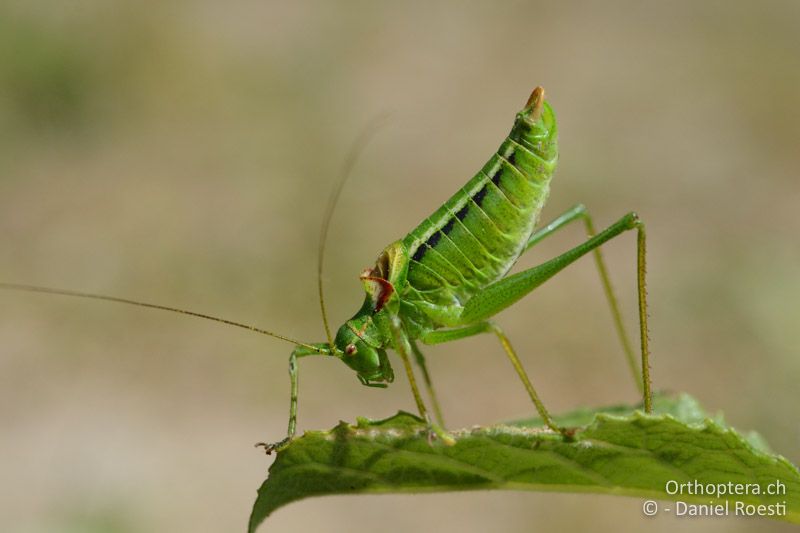 Poecilimon gracilis ♂ - GR, Westmakedonien, Kratero, 11.07.2017