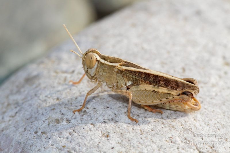 Calliptamus barbarus ♂ - GR, Thessalien, Meteora, 15.07.2011