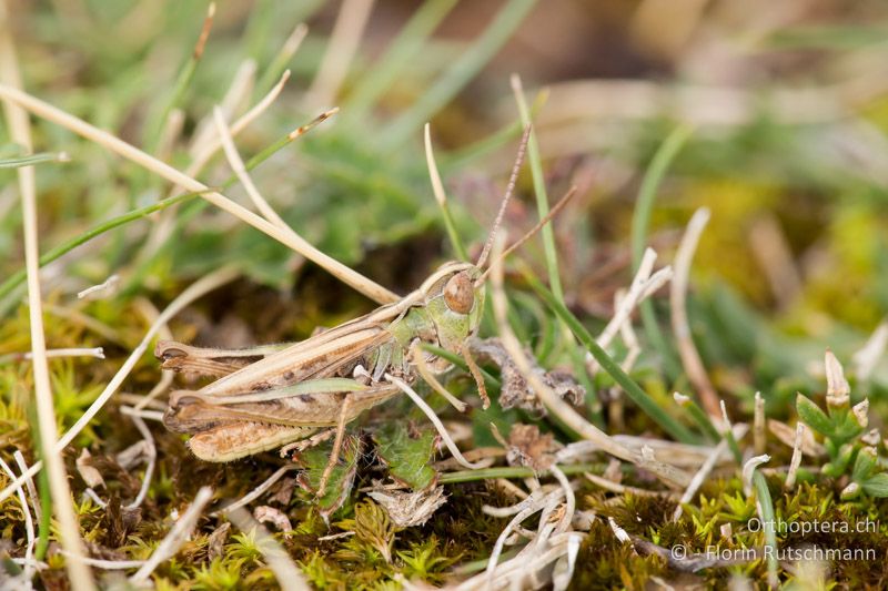 Omocestus petraeus ♂ - HR, Primorje-Gorski kotar, Cres, 29.07.2014