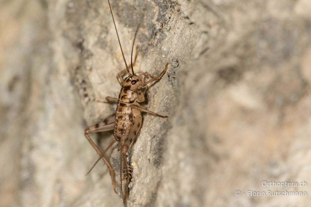 Gryllomorpha dalmatina ♀ Larve - HR, Istrien, Pazin, 16.07.2015