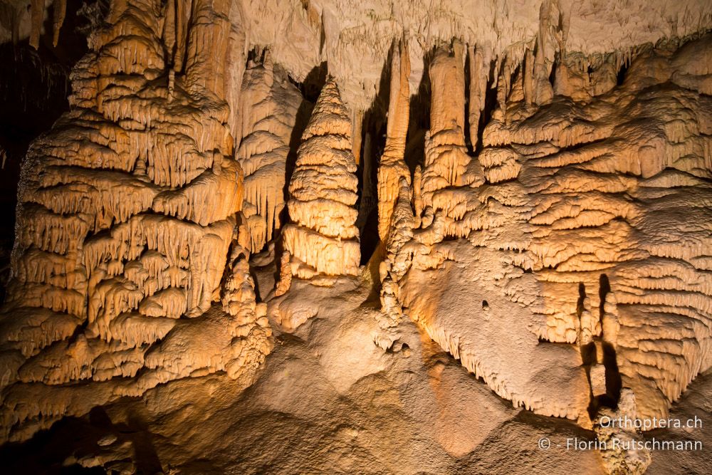 Höhle von Postojna - SLO, Osrednjeslovenska, Postojna, 26.07.2015