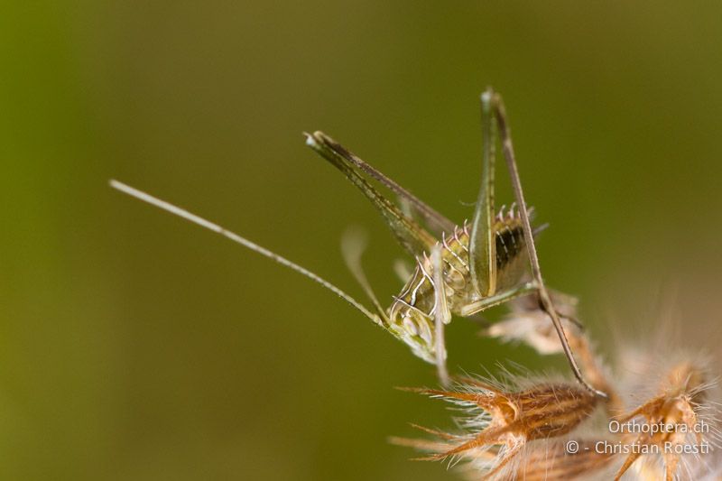 Larve von Tylopsis liliifolia - HR, Istrien, Borinići, 02.06.2014