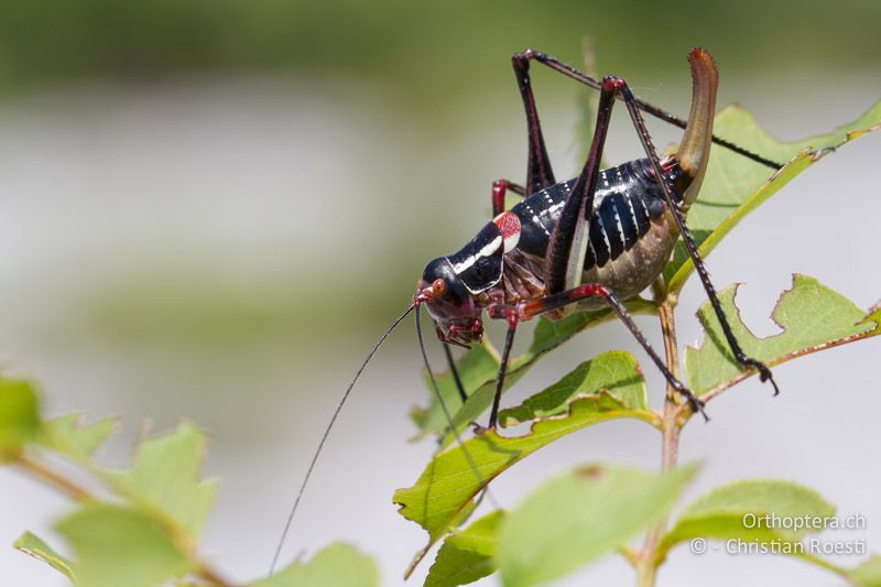 Barbitistes ocskayi ♀ - HR, Istrien, Stepčići, 05.06.2014