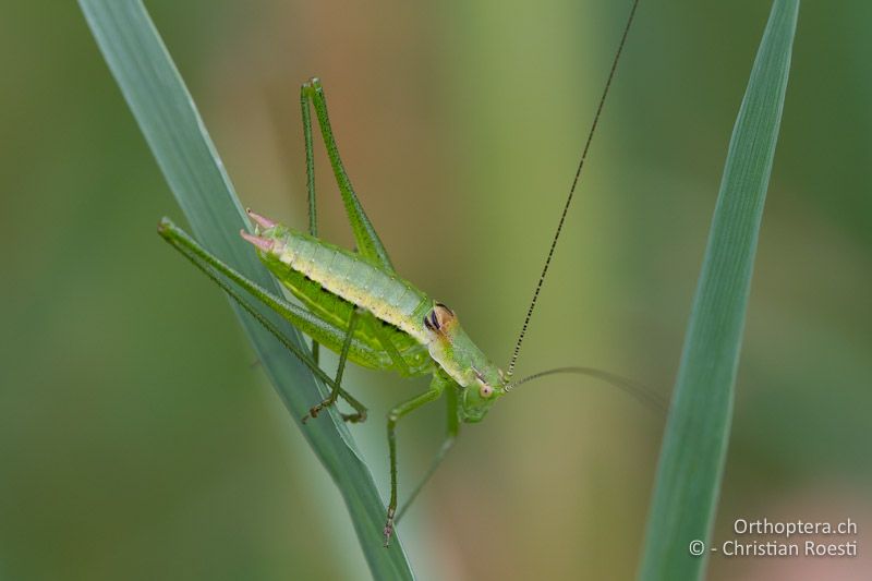 Leptophyes boscii ♂ - HR, Istrien, Vozilići, 13.06.2014