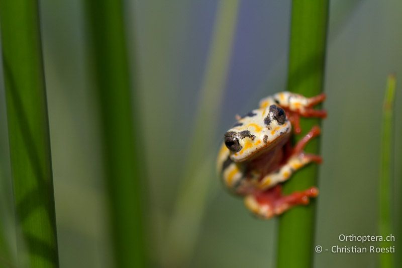 Frosch, Painted Reed Frog (Hyperolius marmoratus) - SA, Limpopo, Tzaneen, Kurisa Moya Lodge, 07.01.2015