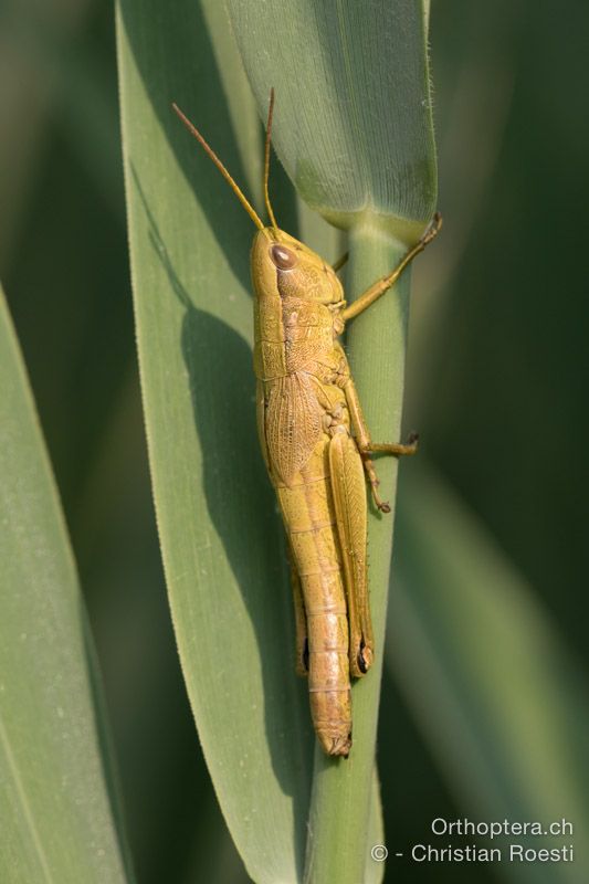 Chrysochraon dispar giganteus ♀ - HR, Istrien, Bijele Zemljel, 25.07.2015