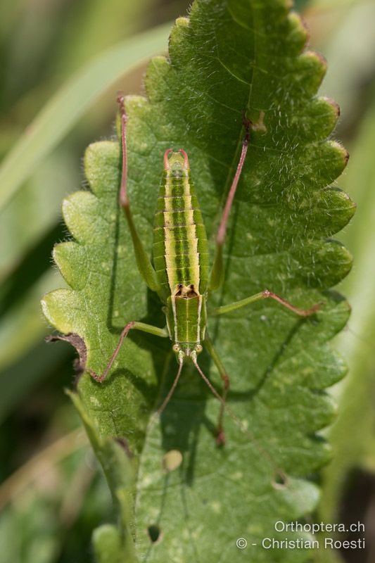 Poecilimon elegans ♂ - HR, Istrien, Brest, 25.07.2015