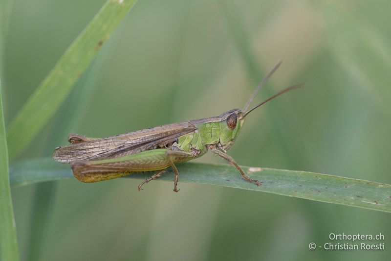 Chorthippus dichrous ♂ - HU, Bács-Kiskun, Fülöpháza, 08.07.2017