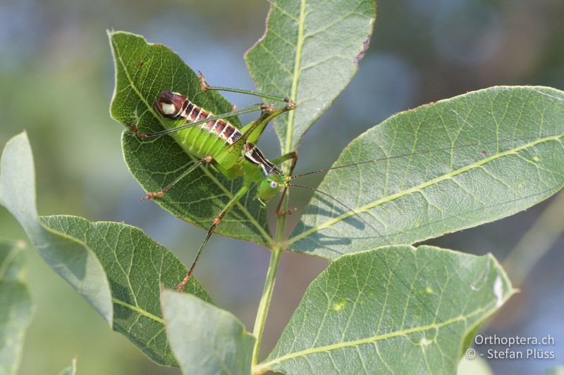 Andreiniimon nuptialis ♂ - GR, Zentralmakedonien, Makrygialos, 14.07.2017