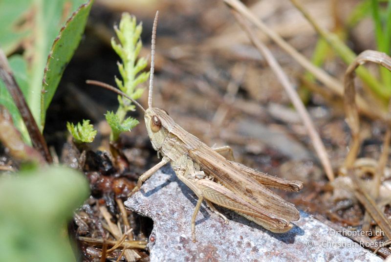 Chorthippus albomarginatus ♂ - AT, Burgenland, Breitenbrunn, 27.06.2008