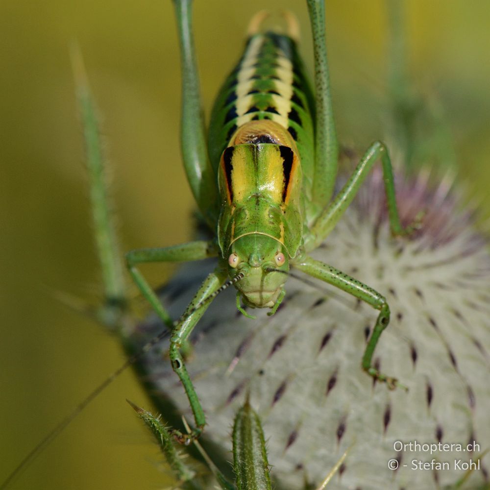 Poecilimon ornatus ♂ - HR, Istrien, Mala Učka, 20.07.2015