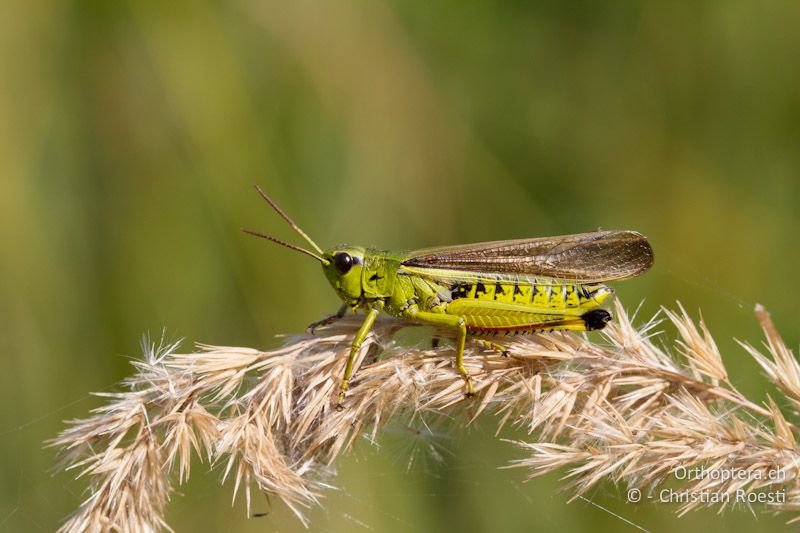 Stethophyma grossum ♂ - CH, VD, Cudrefin, 06.09.2013