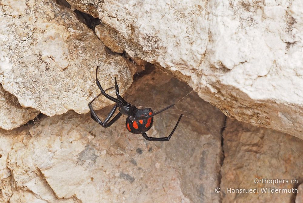 Latrodectus tredecimguttatus ♀ baut neues Gespinst - HR, Cres, Predošćica, 23.07.2015