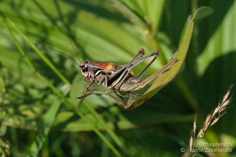 Pholidoptera transsylvanica, Weibchen