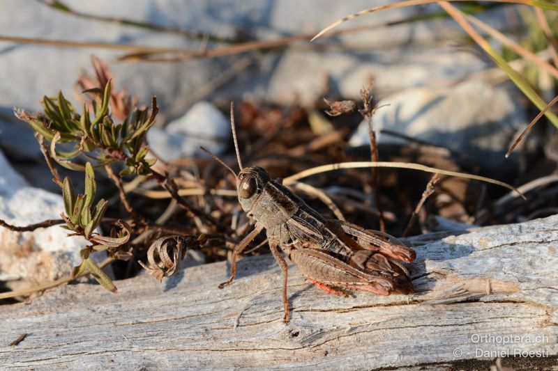 Paracaloptenus cristatus ♂ - HR, Istrien, Učka-Gebirge, 20.07.2015