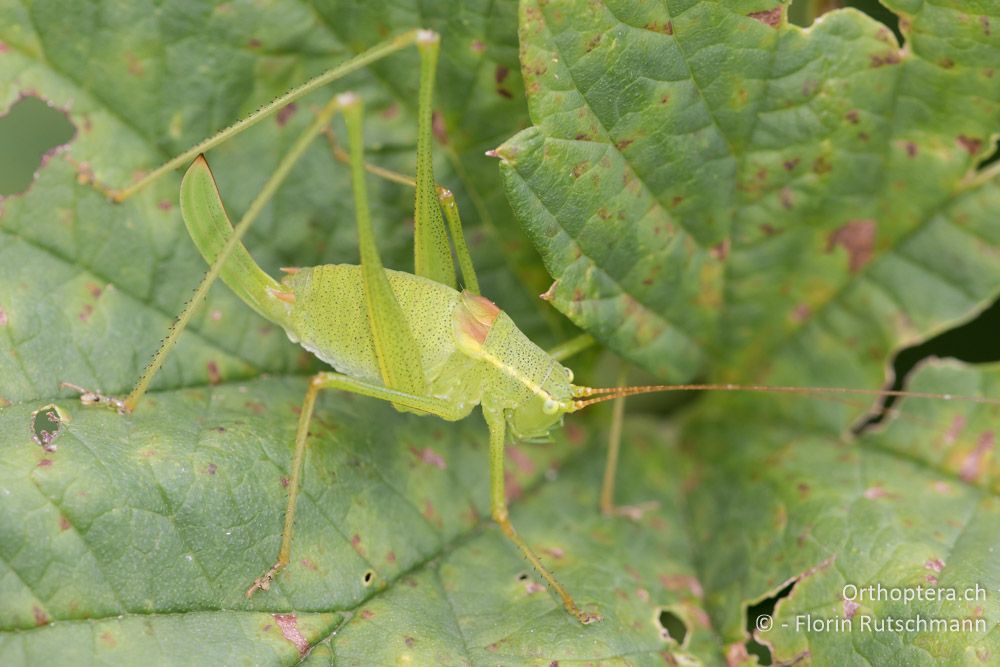 Frisch gehäutete Südliche Zartschrecke (Leptophyes laticauda) ♀ - HR, Istrien, Motovun, 16.06.2016