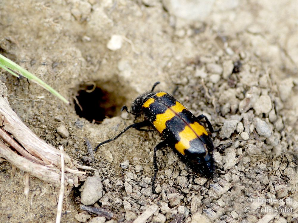 Mylabris varius - GR, Thessalien, Pefki, 12.07.2013