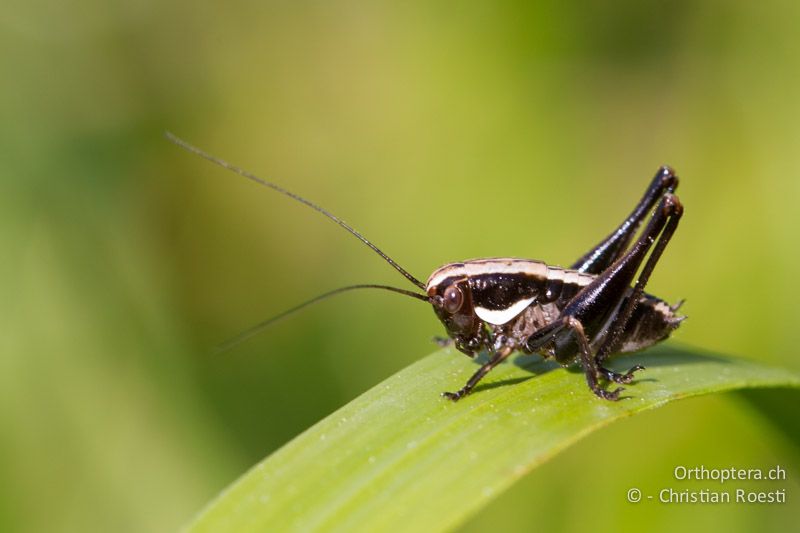 Larve von Pholidoptera fallax - HR, Primorje-Gorski, Učka, 10.06.2014