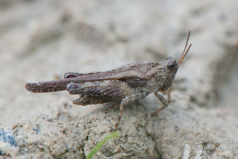 Tetrix ceperoi ♂ - CH, VD, Cudrefin, 11.06.2010