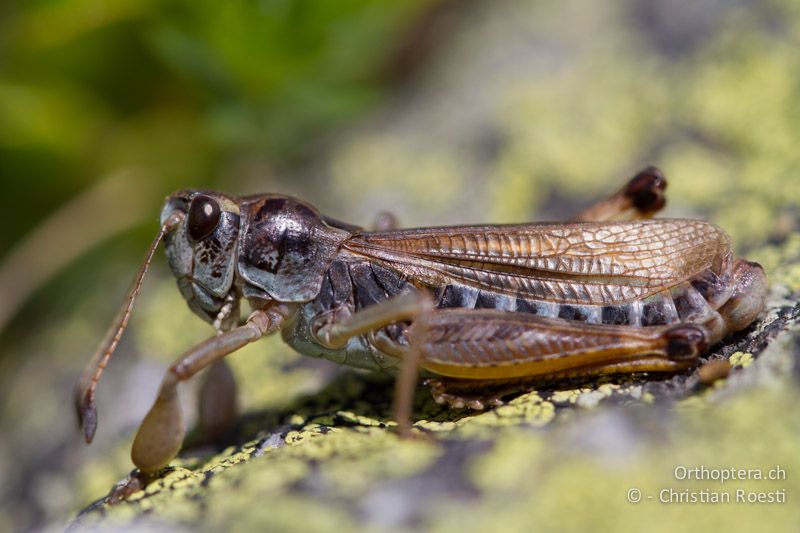 Gomphocerus sibiricus ♂ - CH, VS, Riederalp, 15.07.2011