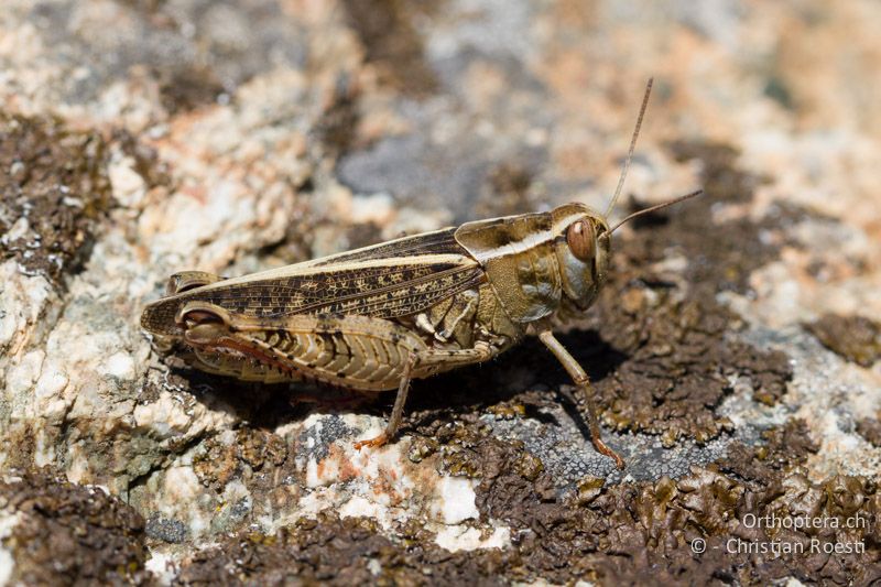 Calliptamus italicus ♀ - CH, VS, Gampel, 10.08.2013