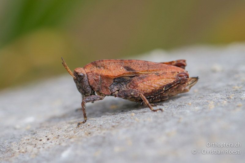 Tetrix bipunctata ♀ - CH, BE, Stechelberg, 22.06.2012