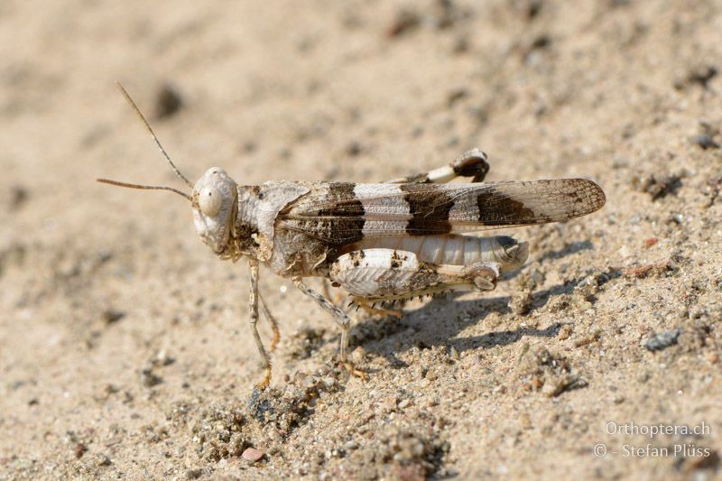 ♂ der Ödlandschrecke Oedipoda miniata - GR, Thessalien, Meteora, 13.07.2013