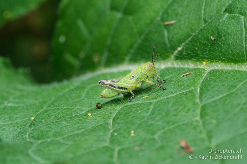 Pseudopodisma transsylvanica, weibliche Nymphe